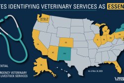 More states are recognizing the need for veterinarians and their services in the fight against COVID-19.
