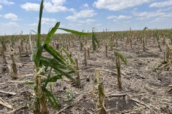 Corn fields that had tassels and stood 6 feet tall were hit by severe hail nearly three weeks ago in Sharon Springs, Kan. 