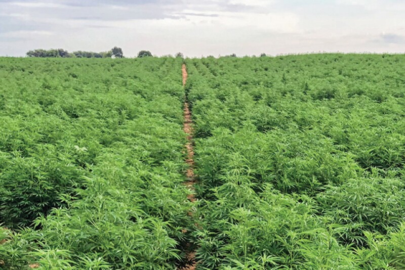 Interested in learning more about hemp? Join us at Hemp College. Find upcoming dates and locations here: agweb.com/events/hemp-college 