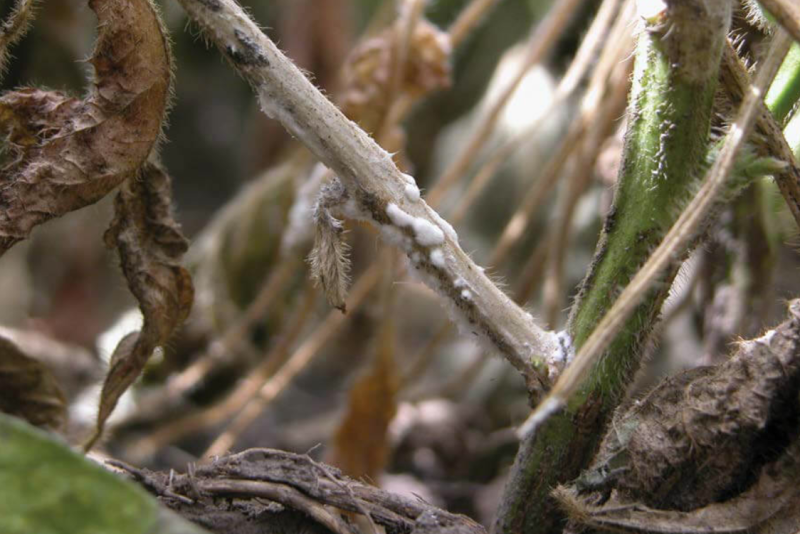 white mold.PNG
