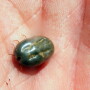 Ranchers along the U.S.-Mexico border say the disease carried by fever ticks has devastated their operations.
