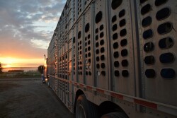 As you work through the various processes involved with interstate cattle movement, consider vaccinations and tests for four key diseases as well as the need for official identification (ID) practices.