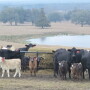 Cattlemen support modernizing NEPA