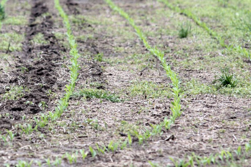 no-till-baby-corn-row