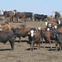 Cash cattle prices higher