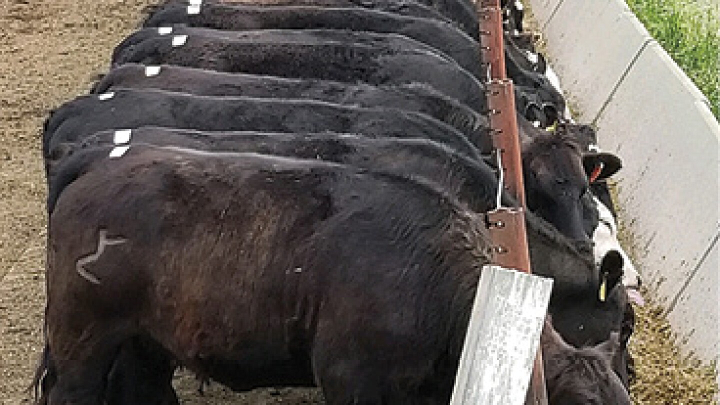 Feeding Corn Silage to Cattle Can Add Value - Drovers