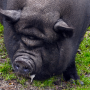 Pot-Bellied Pig