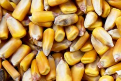 Millers’ association warned state twice of looming shortfalls.