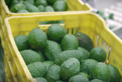 West Pak Avocado Inc. , has three new organic brands, each one representing a unique segment: health-conscious consumers, local produce in California, and single-serving sized fruit.