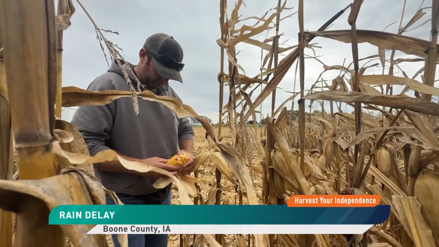 ‘It’s Disappointing:’ Central Iowa Farmer Says Corn Yields Are 30 to 40 ...