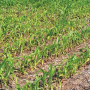 Pale color in new growth at the top of a corn plant, which might appear as yellow striping, is a symptom of sulfur deficiency.