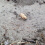 Peanut
