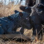 newborn Angus and mama cow