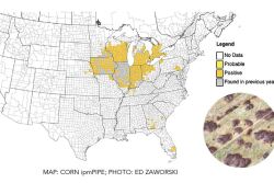 Since 2015, tar spot has expanded its footprint from Illinois, Indiana, and other midwestern states and notably Nebraska, Georgia, Kentucky, and Pennsylvania added confirmed fields this year.  