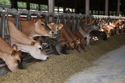 Jersey cows