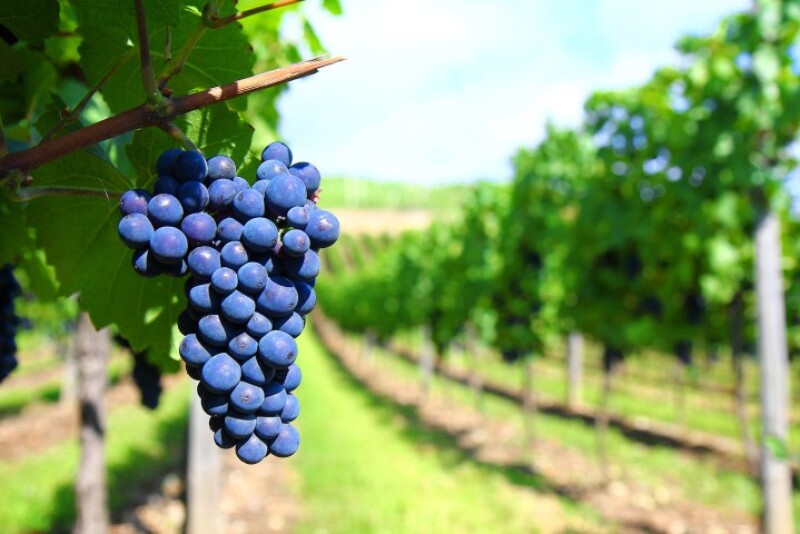 wine grapes