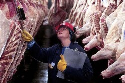 Beef Inspection.jpg