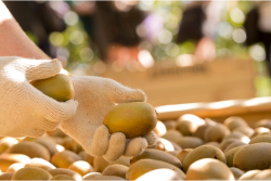 Zespri shipped bigger volumes of New Zealand SunGold kiwifruit in 2019 than Zespri Green.
