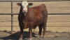 Despite increased beef production in 2018, up nearly 4% so far this year, beef demand has been quite strong and has limited beef and cattle price pressure in the first half of the year.
