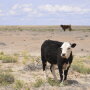Cattle graze in the Shiprock, N.M., desert in this photo taken May 15, 2019. At least 17 cows have died this month, presumably from eating toxic plants on the range. 
