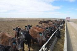 Technology can help prevent treating cattle that are not ill.