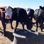 Cows