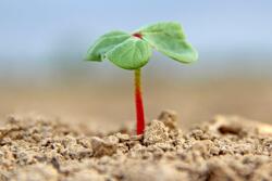 Miller manufactures Cytokin and Cytoplex HMS plant growth regulators
