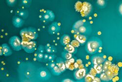 Bacteria