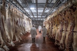 USDA Beef Inspection