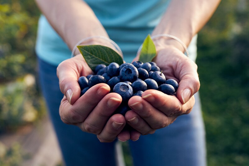 Blueberries in hands in a field