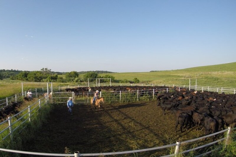 BT_Loading_Stocker_Cattle