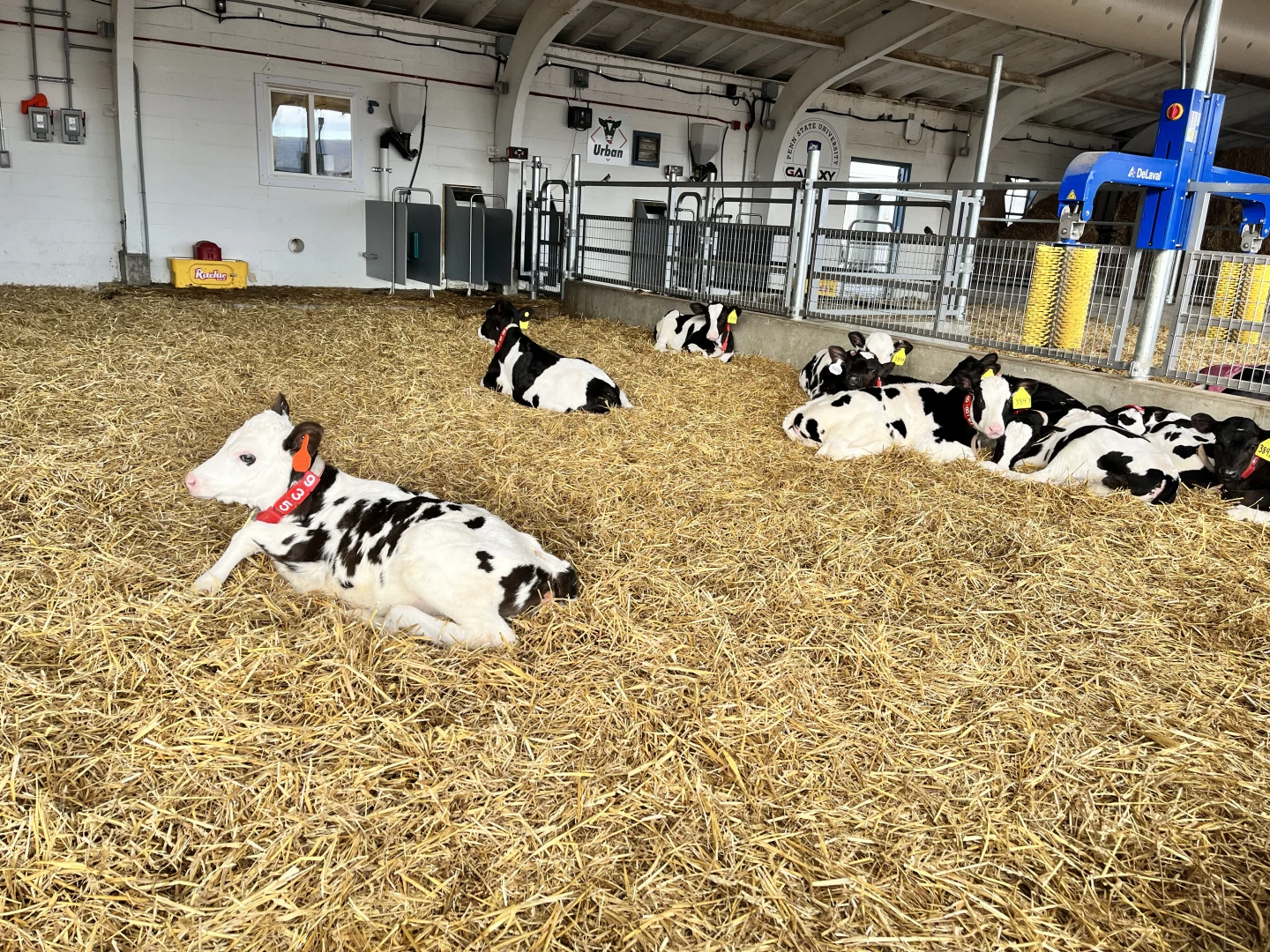 Melissa Cantor Group Housing CalfHealth Dairy Calves