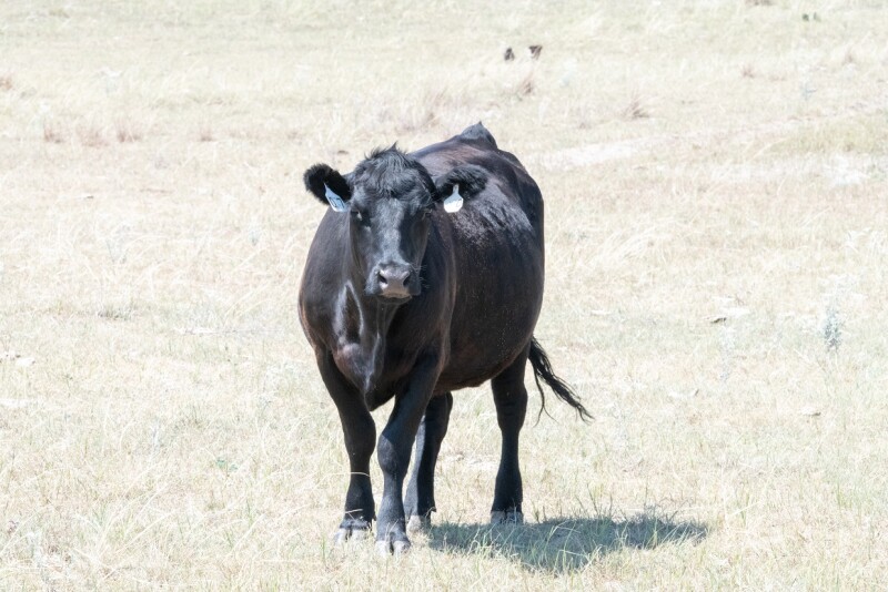 Cow in drought pasture - Troy Walz