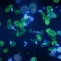 Rumen microbiota recycling has a significant impact on your herd's nutrient intake, but measuring the rate of turnover is difficult. 