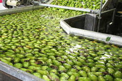 Washington and Oregon pear growers expect the fourth-largest crop this season, according to Pear Bureau Northwest.