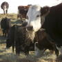 Winter hay feeding