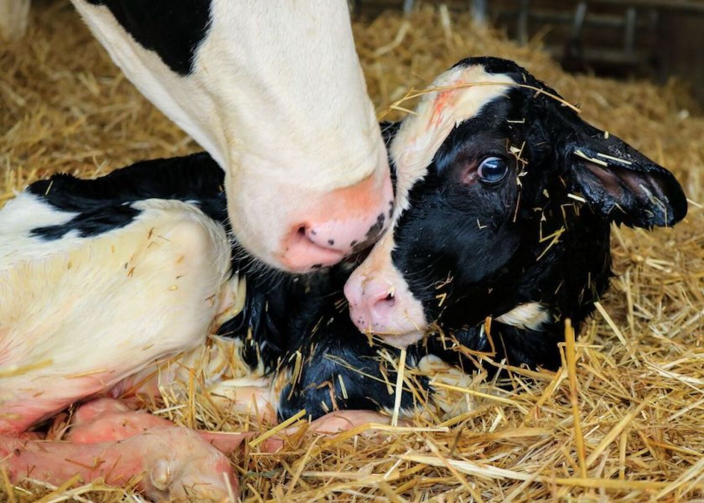 Newborn calf_Taylor Leach