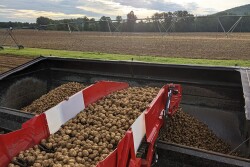 Maine potato crop