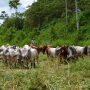 Brahman_Cattle_Ecuador_South_America