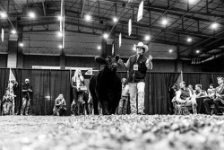 American Royal