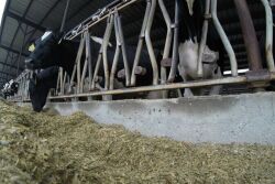 Delivering feed right after milking might lead to slug feed and rumen upsets.