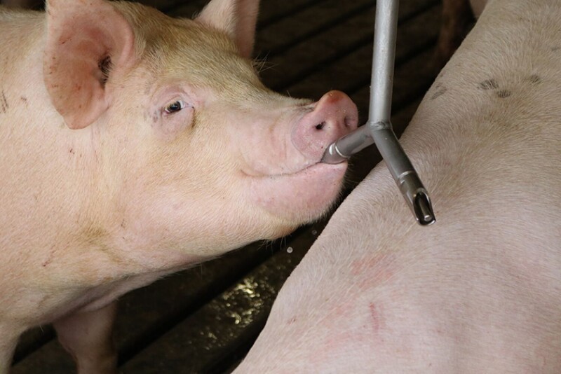Pig Drinking