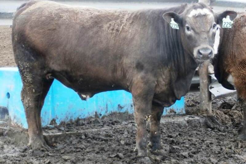 Missouri_Feeder_Steer