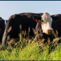 Cattle on forage.