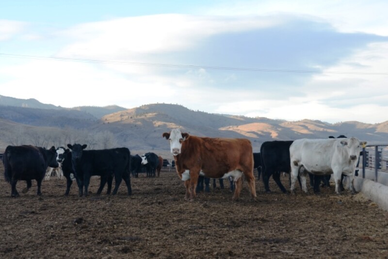 BT_Feedlot_Cows_Calves