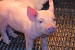 Piglet