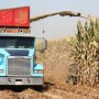 Silage harvest