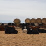 BT_Calves_Winter_Nebraska