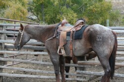 Monensin is an animal drug approved for use in cattle, swine, and poultry that is highly toxic and potentially lethal to horses, even at relatively low levels.