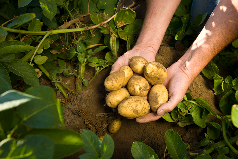 The restaurant shutdown due to COVID19 has thus plugged the major consumption channel for potatoes.